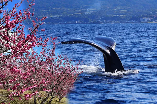 ザトウクジラと緋寒桜